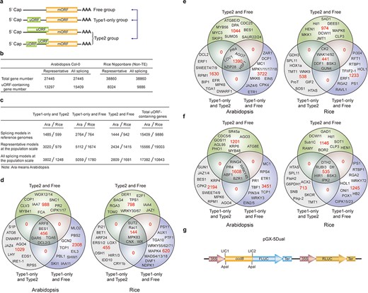 uORF variation. (a) Schematic of altered uORF types analyzed in this study. Three Level1 uORF variants are focused by studying changes between Type1-only and Type2, between Type1-only and uORF-free and between Type2 and uORF-free. Genes with both Type2 and Type1 on the same splicing model are grouped as Type2 in this analysis. (b) Number of uORF-containing genes in Arabidopsis Col-0 and rice Nipponbare. The representative and all splicing gene models are calculated. Non-TE, non-transposon element. (c) Number of three Level1 uORF variants. Analysis is performed among different splicing models of reference genomes (Arabidopsis Col-0 and rice Nipponbare), and among accessions at the population scale using the representative and all splicing gene models. (d) Venn diagram of three Level1 uORF variants within different splicing models of Arabidopsis Col-0 and rice Nipponbare. (e, f) Venn diagram of three Level1 uORF variants of the representative gene models (e) and all splicing gene models (f) at the population level. Example gene names are shown in different regions. (g) Schematic of dual-luciferase vector pGX-5Dual. 5′ leader containing different uORF variants are cloned via LIC method to control the translation of firefly luciferase (FLUC). ApaI is used to linearize the vector. Comparison of the ratio of FLUC activity and mRNA level to the internal control RLUC expressed from the same vector will indicate the effects of uORF variants on mRNA stability and translation efficiency.