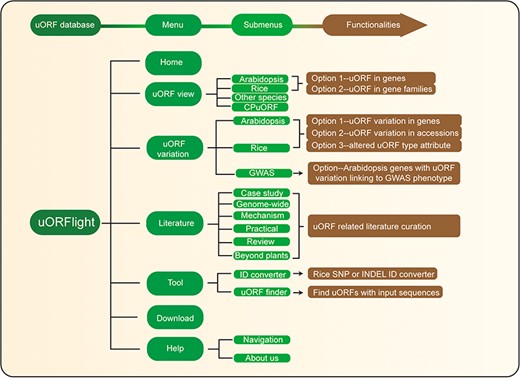 Database structure. Home menu contains the background information of uORFlight database including organisms, and definition of uORF attributes and variants. uORF view menu has four submenus to browse and search uORF, including in the reference genomes of Arabidopsis Col-0, rice Nipponbare and other species. CPuORF is also included in this menu. In Arabidopsis and rice submenus, Option 1 and Option 2 are provided to individually and bulk retrieve uORF information, respectively. uORF variation menu is used to compare uORF variation among different splicing models in the reference genome (Option 1) or among the selected accessions (Option 2) and to bulk retrieve genes with altered uORF types (Option 3). Literature menu curates plant uORF relevant literature into distinct groups. Tool menu provides ID converter and uORF finder with the former to transform SNP and INDEL variation identity used in different external databases, and with the later to search ATG or non-ATG initiated uORFs in a given cDNA sequence. Help menu contains Navigation submenu to explain the main conclusion on each result page.