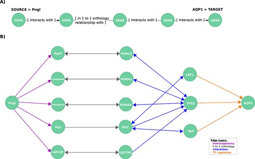 Exploration of mechanistic paths between NGLY1 and AQP1 based on the regulatory hypothesis. (A) First query topology for the regulatory hypothesis. We defined a path topology based on gene pathways of length four linking the NGLY1 ortholog in Drosophila (Pngl) with the human AQP1 gene. The bridging nodes and edges were based on transcriptional regulatory relationships in both Drosophila and human, plus orthology relationships between human and fly genes. (B) Mechanistic hypotheses resulted from the first query.