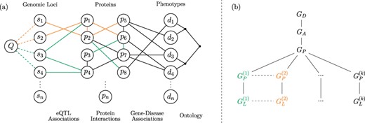 Versioned heterogeneous network. (a) An example of a versioned network that is used to model the relationship between genomic loci, proteins and diseases. The vertices consist of genomic loci, proteins and disease phenotypes, edges represent tissue-specific eQTL interactions, tissue-specific PPIs, gene–disease associations and relationships between diseases in the context of a disease ontology. Different versions represent interactions that occur within specific tissues. The interactions that occur in different versions are shown using different colors, where black edges represent generic interactions/associations. A proximity query on this network can be formulated using any subset of loci, proteins, diseases or any combination of these. As an example, vertex Q visualizes a sample query that aims to retrieve the diseases most closely associated with one or more genomic loci or a genomic region. (b) The version tree used to represent the integrated heterogeneous network in (a). The root node represents the generic disease ontology network. Version $G_A$ contains the generic gene–disease association network. $G_P$ represents the generic PPI network, consisting of the edges that are shared by the tissue-specific PPIs. The next level of the tree splits off into the different tissue-specific PPI networks, as shown using different colors. At the final level, the corresponding tissue-specific eQTL networks are added.