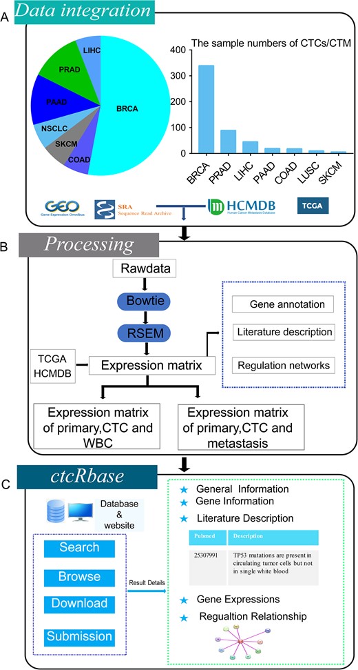 Overall design of ctcRbase. (A) Data distribution of CTCs/CTMs in ctcRbase. ctcRbase contains CTC/CTM data across seven cancer types, including breast cancer (BRCA), colorectal cancer (COAD), melanoma (SKCM), non-small cell lung cancer (LUSC), pancreatic cancer (PANC), prostate cancer (PRAD) and liver cancer (LIHC). The data from TCGA and HCMDB was used to compare the expression of WBC, primary tumor, CTCs/CTM and metastasis sites. (B) Data processing of ctcRbase. Bowtie and RSEM was used to get expression matrix. (C) The main functions of ctcRbase include ‘Search’, ‘Browse’, ‘Download’ and ‘Submission’. Result page contains five parts: (i) general information; (ii) gene information; (iii) literature description; (iv) gene expressions; and (v) competing endogenous RNA network.