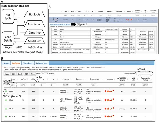 Database web implementation. (A) Implementation. There are two web pages, ‘Hot-Spots’ which list all hotspots, and ‘Gene Details’ which shows the details for the gene including all mutations and hotspots. There are four web services that provides the data for the pages (HotSpots, Annotation, Gene Info and Model Info). Examples of the web pages are shown in B and C and in Figure 2. (B) The first web page listing all hotspots. The list can be filtered, searched, exported and selected to open details. (C) Example of the estimation details for a hotspot.