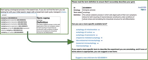 The Canto annotation tool. A user-friendly step-by-step annotation workflow guides new users through finding ontology terms and completing annotations.