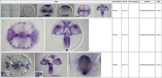 In situ images illustrating expression patterns for the germ cell marker vasa (MGP gene identifier ML04714a) during early Mnemiopsis development (39). Linked PubMed identifiers in the right-most column bring the user to the PubMed manuscript entry in which these results were originally reported.