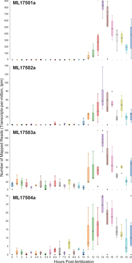 Time-course distribution plots for each of the four Mnemiopsis Group 1 collagen IV genes (ML17501a, ML17502a, ML17503a and ML17504a) generated by searching the gene identifiers on the ‘Temporal Developmental Expression Profiles’ page. Each profile image depicts the gene expression during embryonic development for a single Mnemiopsis gene plotting the number of mapped reads (transcripts-per-million, tpm) from 0 to 20 hpf. Temporal developmental profiles show expression at specific and consistent times across the collagen IV gene cluster with a single-mode curve starting at Hour 11, peaking at Hour 14, and steadily decreasing down through Hour 20. This expression pattern is consistent with the embryonic developmental stage for tentacle growth in Mnemiopsis leidyi.