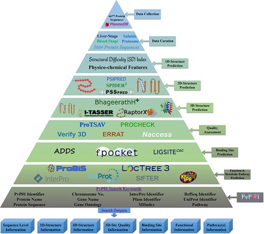 An overall workflow of PvP01 web resource development at different stages.