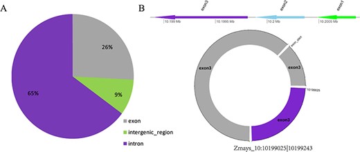 (A) Distribution of three types of circRNAs in maize. (B) Visualization of the circRNA Zmays_10:10199025|10 199 243.