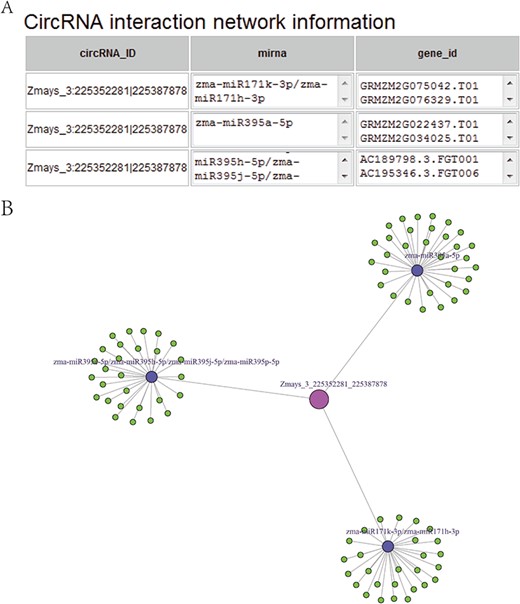 (A) CircRNA–miRNA–mRNA sub-network, taking circRNA Zmays_3:225352281|225 387 878 as an example. Blue nodes, miRNA. Pink node, circRNA as a miRNA decoy. Green nodes, mRNAs as miRNA targets. Gray edges, correlations. (B) Sequence list for Figure 5A, taking circRNA Zmays_3: 225352281|225 387 878 as an example. The first column is a circRNA that acts as a miRNA decoy, the second column shows miRNAs and the third column contains mRNAs that act as miRNA targets. This circRNA may act as a decoy for three miRNAs: zma-miR171k-3p/zma-miR171h-3p, zma-miR395a-5p and zma-miR395e-5p/zma-miR395h-5p/zma-miR395j-5p/zma-miR395p-5p.