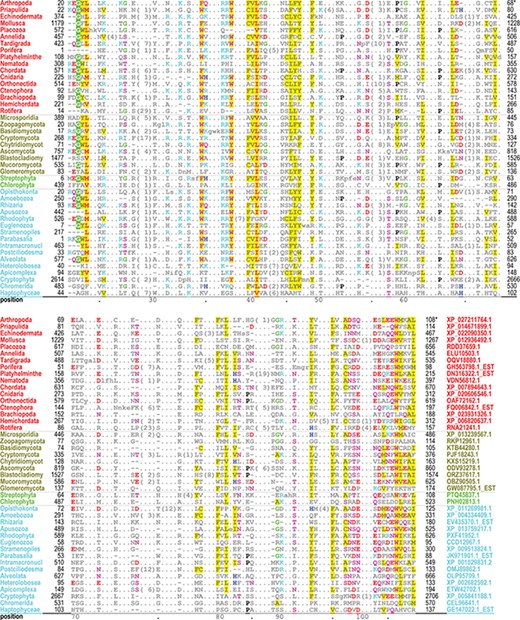 Alignment of 42 representative, distantly related PH domains from distinct phyla and sharing ≤25% identity. Despite the weak similarity and an abundance of indels, conserved residues characteristic of this superfamily are generally well aligned. Residues generally conserved in `all’ PH domains are colored as follows: acidic residues, red (without highlighting); basic residues, cyan; hydrophilic residue, pink; histidine, glycine and proline, blue, green and black, respectively; hydrophobic and aromatic residues, red (highly conserved) or gray with yellow highlighting. Identifiers for phyla (left column) and sequences (right column in lower aligned region) are color coded by taxa as follows: metazoan, red; fungal, dark yellow; plant, green; protozoan, cyan.