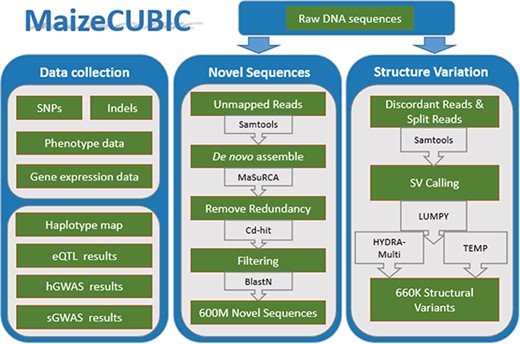 The MaizeCUBIC data integration and processing workflow.