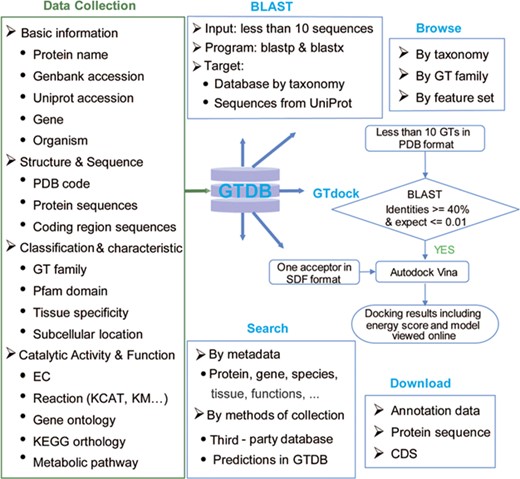 Content and services in GTDB. The left panel is the database content, which includes a variety of information on GTs from well-known databases and predictions. The right panel is the web service provided by GTDB, including Search, Browse and Download models that can be used to access the database flexibly, as well as two useful tools for searching similar GTs by sequence (BLAST) or performing GT docking (GTdock).