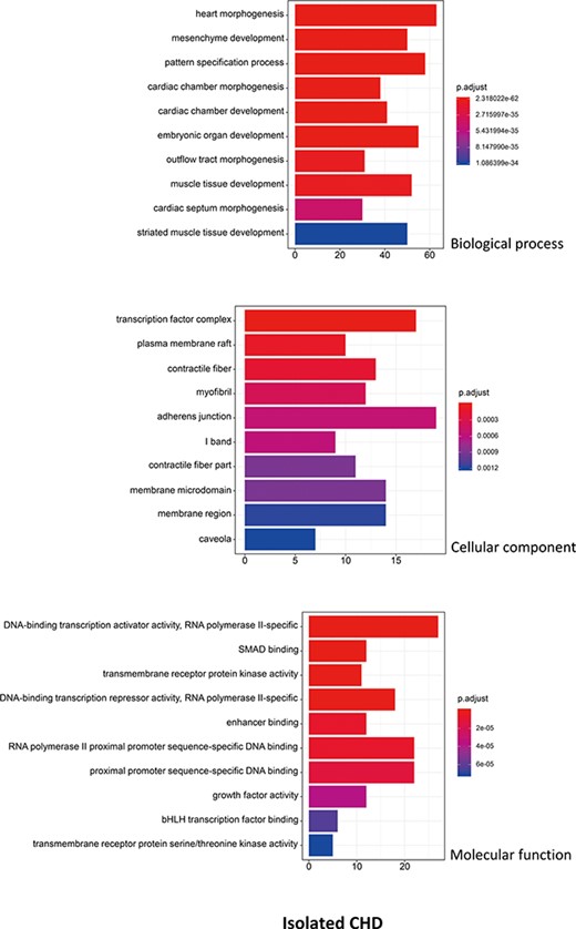 The top 10 significant enriched GO terms for isolated CHD. The statistical significance level (p.adjust, adjusted P-value) was depicted as different color.(X-axis indicated number of enriched genes; Y-axis indicated GO terms.)