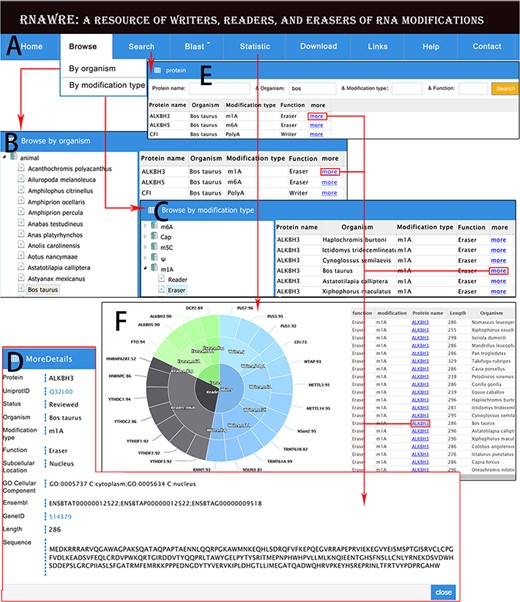 Web interface and usage of RNAWRE. (A) Home page. (B) Browse page by organism. (C) Browse page by modification type. (D) The detail page of RNA modification protein. (E) The search page of RNAWRE. (F) The statistical page.