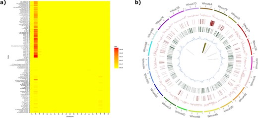 The introgression plotter generates a heatmap and a circos plot in this example for the variety Brompton. The heatmap (a) plots total introgression size for each comparison with relatives ordered vertically by relatedness to bread wheat and chromosomes ordered horizontally. Users can zoom in on the heatmap for more detail. The circos plot (b) has a number of tracks: track 1 (innermost track), putative introgressed/deleted regions; track 2, SNP density for each wheat chromosome; track 3, CNV gain; track 4, CNV loss; track 5, minor allele frequency. The outermost track represents wheat chromosomes (500 = 500 Mbp). The Brompton wheat variety is known to have the 1B/1RS translocation and this can clearly be seen in the circos plot.