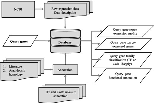Schematic diagram outlining the architecture of CamRegBase 1.0.