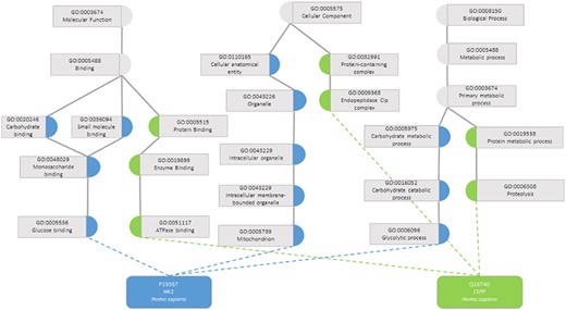 Semantic similarity in the Gene Ontology between proteins P19367 and Q16740. Blue circles are classes that only annotate protein P19367, the green circles are classes that only annotate protein Q16740 and grey circles are classes that annotate both proteins.
