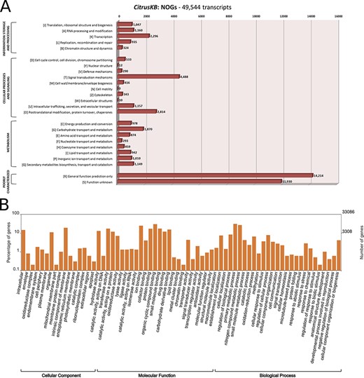 Annotation of Citrus sinensis CitrusKB transcriptome. EggNOG (A) and representative GO terms (B). Functionally annotated orthologous groups are represented in the Y axis of eggNOG annotation. For each annotated group, we have the identification of the functional category of the group (J, A, K, L, B, D, Y, V, T, M, N, Z, W, U, O, C, G, E, F, H, I, P, Q, R, S) followed by its description. The Y axis of GO annotations is presented in log (10) scale. Both, eggNOG and GO terms are fully searchable trough the Gene expression tables.