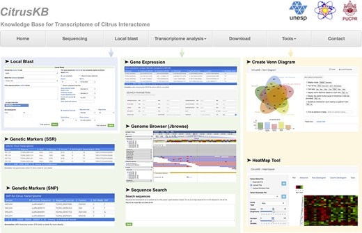 Citrus basic knowledge database (CitrusKB) website resources. Main functionalities are represented by the following screenshots: Local
Blast (Local Blast navigation menu); Gene Expression, Genome Browser, Sequence Search, Genetic Markers (SSR) and Genetic Variants
(SNP) (Transcriptome analysis navigation menu); transcriptome analysis tools Jvenn and Heatmapper (Tools navigation menu).
