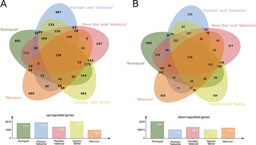 Differentially expressed genes (DEGs) present in the eight citrus genotypes considering the three analysed time stages (24, 48 and 72 h) post X. citri inoculation. (A) Upper panel, Venn diagram with the Up-regulated transcripts; Lower panel, total number of DEGs for each analysed genotype group. (B) Upper panel, venn diagram with the Down-regulated transcripts; Lower panel, total number of DEGs for each analysed genotype group.