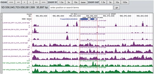The read coverage depth on the region of gene TraesCS5D01G548500 in eight bread wheat accessions. The gene is absent in three landrace (C21, C23 and C29) as indicated by the few reads alignment, while it is present in the other five accessions.