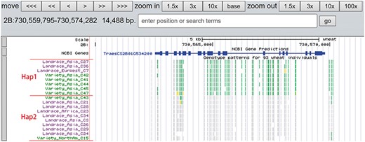 Two haplotypes (Hap1 and Hap2) for gene TraesCS2B01G534200 region among bread wheat based on the genotype pattern with homozygous reference in gray, heterozygous variant in yellow and homozygous variant in green.