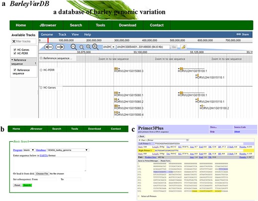 Examples of software applications in BarleyVarDB. (a) Example of gene annotations of barley genome reference displayed in JBrowse. (b) Search interface of barley reference genome blast server. (c) Example of primer designs in barley using primer3plus.