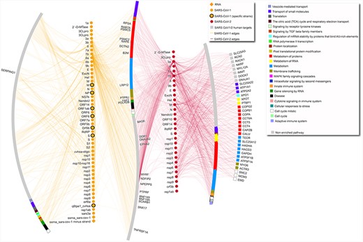 SARS-CoV-1–human and SARS-CoV-2–human network. The network includes only interactions between SARS-CoV-1/2 proteins and human targets. Human targets are annotated with level-one Reactome ontology, as shown in legend. Only targets with degree equal or higher than 5 are labeled. Diamond SARS-CoV-1 nodes represent RNA molecules. SARS-CoV-1 specific strains include strains PC4-145, Frankfurt 1, Urbani, TJF, HB and GZ02. Gray nodes are annotated with pathways that are not enriched in this network. In the network, the leftmost arc shows human proteins targeted only by SARS-CoV-1 proteins, the vertical line made of yellow nodes indicates SARS-CoV-1 proteins, the S-shaped arc shows human proteins targeted both by SARS-CoV-1 and SARS-CoV-2 proteins, the vertical line made of red nodes indicates SARS-CoV-2 proteins, and the two right arcs show proteins targeted only by SARS-CoV-2, with the rightmost arc including only proteins with degree equal or higher than 5.