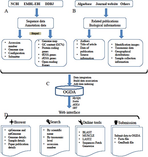 A schematic diagram of data processing for the OGDA database. (A) Data collection and data preprocessing. (B) Collection of biological information. (C) Building data association, adding data indexing and data storage in a MySQL database. (D) Overview of the web interface and usage of OGDA.