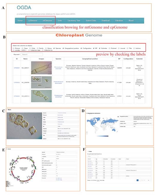 Screenshot of the database browser. (A) Navigation bar of the database, ‘cpGenome’ and ‘mtGenome’ can be browsed separately. (B) Example preview results, with the following detailed genome information: (C) basic information, including identification images, taxonomy, acceptance number, genome length (bp) and published papers; (D) geographical distribution and collection information; (E) circle map of the genome and (F) coding gene display.
