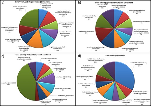 Functional characterization of differentially expressed HA miRNA–targets (a) GO: biological processes. (b) GO: molecular functions (c) GO: cellular compartment and (d) KEGG pathway enrichment.