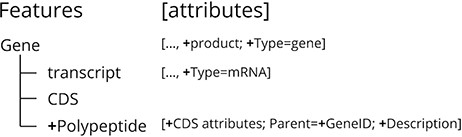 Summary of the new features added to the structural annotation file from the Q. suber genome publication for the CorkOakDB, which are identified with ‘+’.