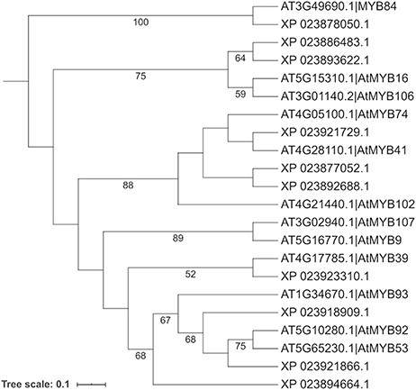 Phylogenetic analysis of selected cork oak and Arabidopsis MYBs TFs related to AtMYB39 and AtMYB92. Amino acid sequences were retrieved from CorkOakDB and TAIR, and multiple alignment of conserved MYB domains was performed using MAFFT v7. Phylogenetic inference was obtained using the Maximum Likelihood method with RAxML v8.2.12. Branch support was obtained by bootstrap analysis (1000 replications) and indicated for specific nodes (bootstrap value >50%).