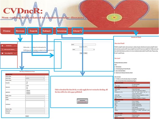 The implementation and overview of the CVDncR database.