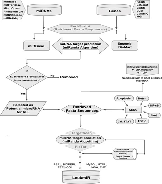 Schematic representation of database structure and construction. The work flow represents the mining of miRNAs and their target genes using Perl script and further incorporation into the database using mysql, perl-cgi, java, php and html.