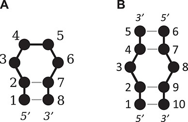 An illustration of the numbering system used for (A) a tetraloop and (B) a 1 × 1 nucleotide internal loop.
