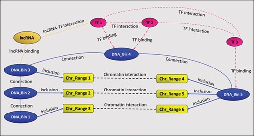 A GREG regulatory landscape. A regulatory landscape contains DNA bins (blue), which are ‘connected’ between them. DNA-binding proteins or TF (red) ‘bind’ the DNA bins and ‘interact’ with other proteins (red). DNA bins (blue) also ‘include’ some DNA ranges (yellow), which, in time, ‘interact’ with other ranges through chromatin–chromatin interactions (black). lncRNAs (orange) can interact with both bins and proteins.