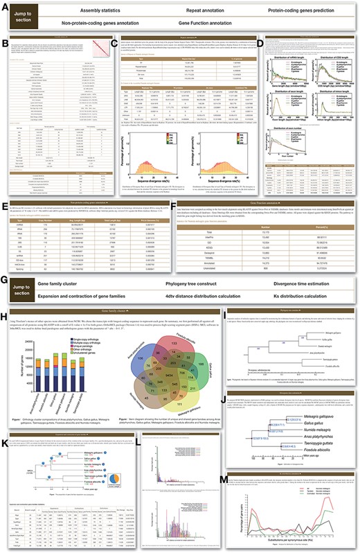 Genome module. Genome module has subpages, which are Statistics (A–F) and Analysis pages (G–M). (A) Navigation bar of the Statistics page, which provides a quick access to each section. (B) Assembly statistics. (C) Repeat annotation. (D) Protein-coding genes prediction. (E) Non-protein-coding genes annotation. (F) Functional annotation. (G) Navigation bar of the Analysis page. (H) Gene family cluster. (I) Phylogeny tree. (J) Divergence time. (K) Expansion and contraction of gene families. (L) 4dtv distance distribution. (M) Ks distribution.