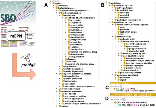Disease Map Ontology (DMO) model design. Term of classes were extracted from the Systems Biology Ontology (SBO) and the modified Edinburg Pathway Notation format (mEPN) into Protégé. Classes were hierarchized as subclasses of process (A) or participant (B). Using property terms from the Relation Ontology (RO), classes were formally defined in description logic, as illustrated in the case of transcription (C) and protein complex formation (D) processes.