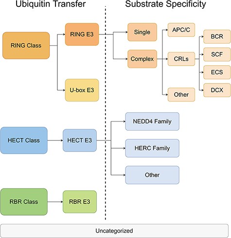 The hierarchical tree of E3 categories.