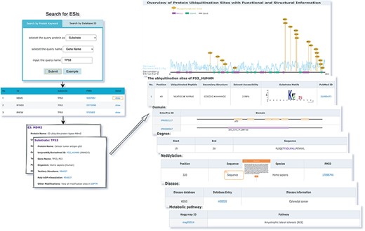 The first service for browsing ESIs by specifying identifiers of an E3 or a substrate in the search panel and view the E3 and substrate profiles.