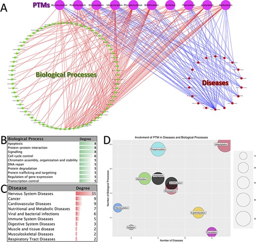 Involvement of PTMs in diseases and biological processes. (A). Tripartite network of PTM involvement in diseases and biological processes for the 10 major PTMs. (B) The degree of the biological processes with degree ≥3 in the tripartite network. (C) The degree of the diseases with degree ≥2 in the tripartite network. (D) Involvement of PTMs in disease and biological processes.