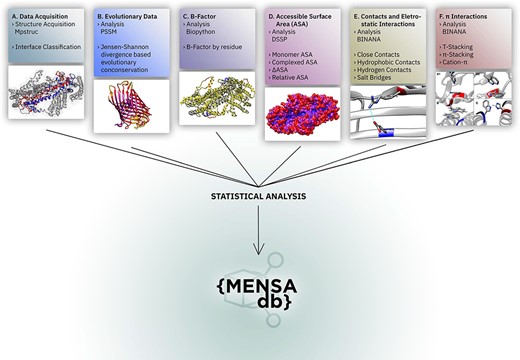 Overall representation of MENSAdb. Boxes A–F illustrate the steps involving the data collection, evolutionary conservation, B-factor, accessible surface and PPI analysis. Each box contains an example of the proteinic motifs under the scope of this work. (A) Interface between chains A and B of the STRA6 receptor for retinol uptake in Danio rerio (PDBid: 5SY1) (55). (B) Representation of evolutionary conservation of protein motifs (purple being more conserved and yellow less conserved) in the chain P of a hedgehog auto-processing domain in Drosophila melanogaster (PDBid: 1AT0) (56). (C) and (D) Average B-factor and complexed accessible surface area, respectively, of the chains A and B of 5SY1 (55). (E) Salt bridge between GLU120 and ARG161 of the chain Q of the sucrose-specific porin (PDBid: 1A0T) of Salmonella typhimurium (57). (F) The spectrum of π systems predicted: (A1 and A2) T-stacking motif between TRP25 (chain L) and TRP255 (chain M) from Rattus norvegicus S100B protein (PDBid: 1XYD) (58) is represented from two perspectives; (B) illustration of a π–π stacking structure between TRP262 (chain A) and TRP262 (chain B) from Archaeoglobus fulgidus CDP-alcohol phosphotransferase (PDBid: 4O6M) (59) and (C) cation–π interaction between HIS275 (chain B) and TRP175 (chain C) from Escherichia coli formate dehydrogenase-N (PDNid: 1KQF) (60).