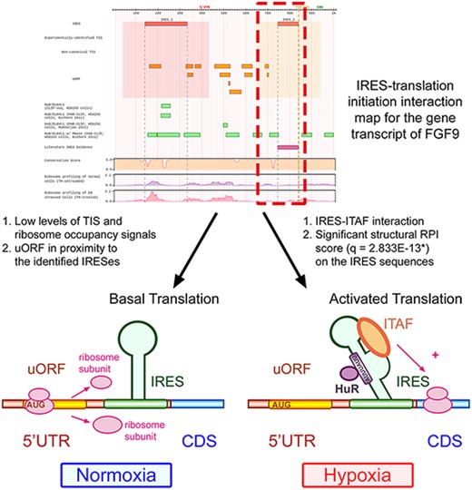 Human IRES Atlas helps suggest testable IRES-mediated translational regulation mechanism hypotheses.