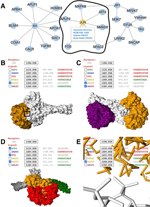 Application of mPPI in a disease-related PPI database. (A) PPI network in node-and-edge representation. This example network is a sub-interactome containing 25 proteins related to ND (http://bis.zju.edu.cn/ndatlas/). The black circle stressed out a sub-network center at protein JUN that will be structurally displayed in Fig. 2B–E. (B) Presentation style and logistics of multiway structural interactions in mPPI. When selecting proteins to interact (in this example a protein MAPK8), the selected proteins will be tagged ‘SELECTED’, and all other proteins that are structurally compatible to them will be tagged ‘COMPATIBLE’, while other competitive ligands will be tagged ‘COMPETITIVE’, in the last column of each protein row. The checking and unchecking of each protein will change all the compatibility tags accordingly. (C) Illustration of one-to-many structural interaction. The center protein is JUN (white), and we select two compatible interactors MAPK8 (orange), APLP2 (purple) to visualize. (D) Another illustration of one-to-many structural interaction. The center protein is JUN (white), and interactors ATF4 (green), FOS (red) and MAPK8 (orange) are competitive. (E) PPI conformation at atomic resolution. The partial image of structural interaction stressed out in black box in Fig. 2B intuitively displays the binding interface of JUN and MAPK8. For each protein ligands, the docked structures can be downloaded for users’ further analysis by clicking the ‘.PDB’ button behind each protein name, and the docking scores (representing the tightness of the interaction calculated by ZDOCK) are shown behind each ‘.PDB’ button.