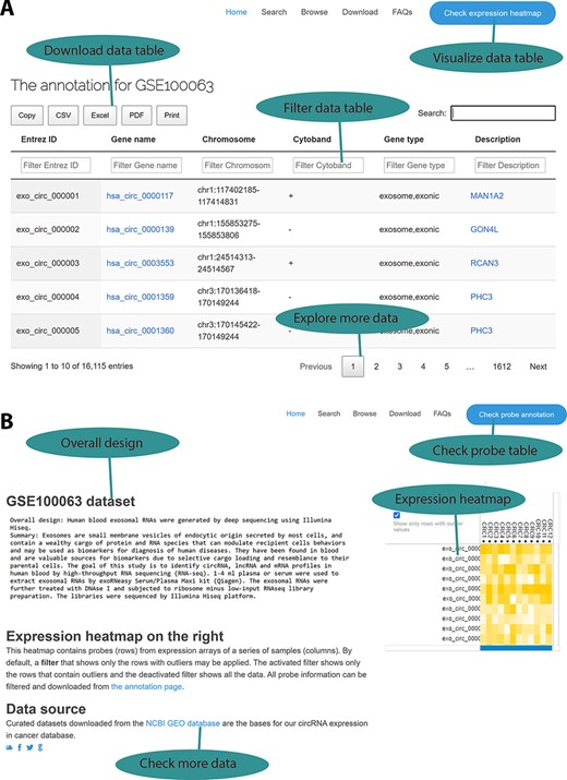 Web interface for the circExp database. (A) On the probe annotation page, users can follow four highlighted functions for data filtering, downloading and pagination. Each column in the data table can also be sorted by clicking the column number. The column filtering function works by entering a keyword for a column. The filtered results can be downloaded in Excel, CSV and PDF formats. Users can switch to the expression heatmap by clicking the button on the top right of the screen. (B) On the expression heatmap page, users find a data set’s overall design and they can link back to the original records in the public database. The data set’s heatmap explores expression patterns.