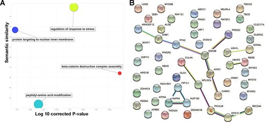 Basic functions of 52 circRNA differentially expressed parental genes found in 32 TCGA studies. (A) Key gene ontology (biological process) terms (B) The molecular network constructed from the STRING web server includes gene–gene association pairs (light green lines) gathered by text mining, gene co-expression pairs (black lines), evolutionary homolog-inferred interactions (blue lines), and large-scale experimentally validated protein–protein interactions (pink lines).