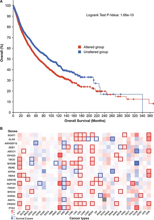Cancer patient survival with regard to the 52 circRNA parental genes. (A) Overall survival analysis of 10 797 patients in our TCGA pan-cancer data set. See Figure 4 for definitions of altered and unaltered. (B) Cancer-type-specific survival analysis. Z-score polarities reflect the genes’ beneficial or detrimental effects on survival. Bolded squares highlight statistically significant survival differences.