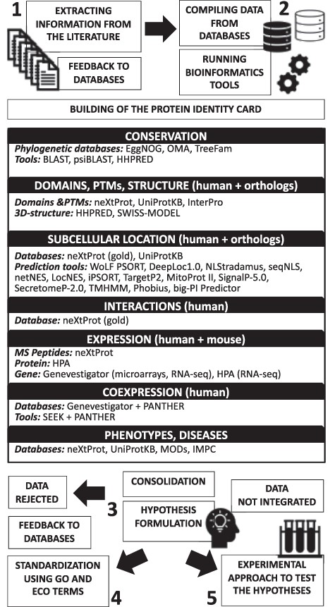 Schematic illustration of the proposed hypothesis generation workflow for uncharacterized human proteins.