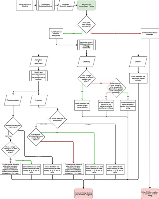 Flowchart describing the Echinobase nomenclature pipeline. Following processing by NCBI and the Echinobase orthology pipeline, gene identifiers are assigned depending on orthology relationships to humans.