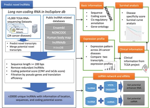 Schematic representation of lncExplore database. The available known lncRNA resources were collected from five public databases (Ensembl, Human body map, NONCODE, H-InvDB and lncRNAdb). We predicted the novel transcripts from RNA-seq datasets. To eliminated false-positive novel lncRNAs, we only collected the transcripts with following characteristics: sequences longer than 200 nucleotides, sequences with low coding potential probability, sequences without potential pseudogenes and sequences with similar translation efficiency as known lncRNAs. The elimination step reduced transcripts into >20 000 ‘unique lncRNA transcripts’ in our database. In lncExplore, the information about lncRNAs includes basic genomic information, gene expression profiles across cancers, predicted molecular annotations (GO, eRNA and ceRNA) and clinical-related information (disease specificity score and survival curve).
